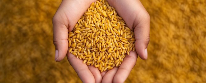 Mani che raccolgono chicchi di grano, simbolo del valore del cibo e dell'alimentazione consapevole.